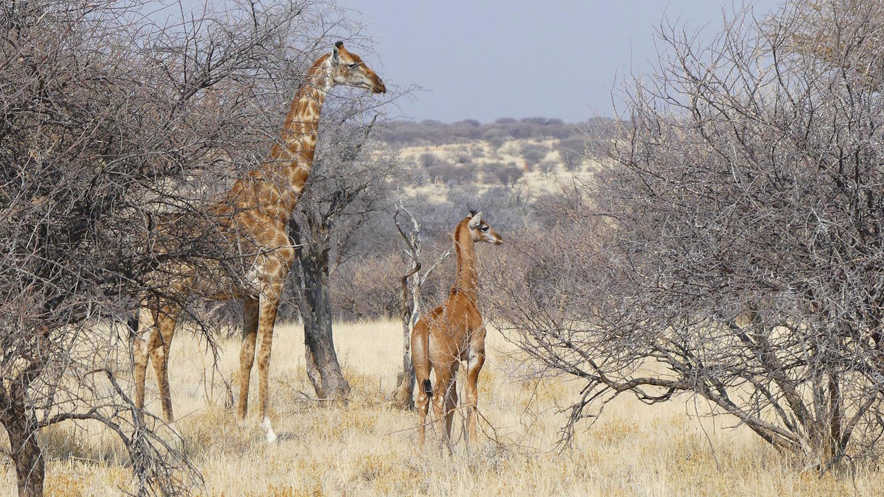 Однотонне жирафеня з матір'ю.&amp;nbsp;Giraffe Conservation Foundation