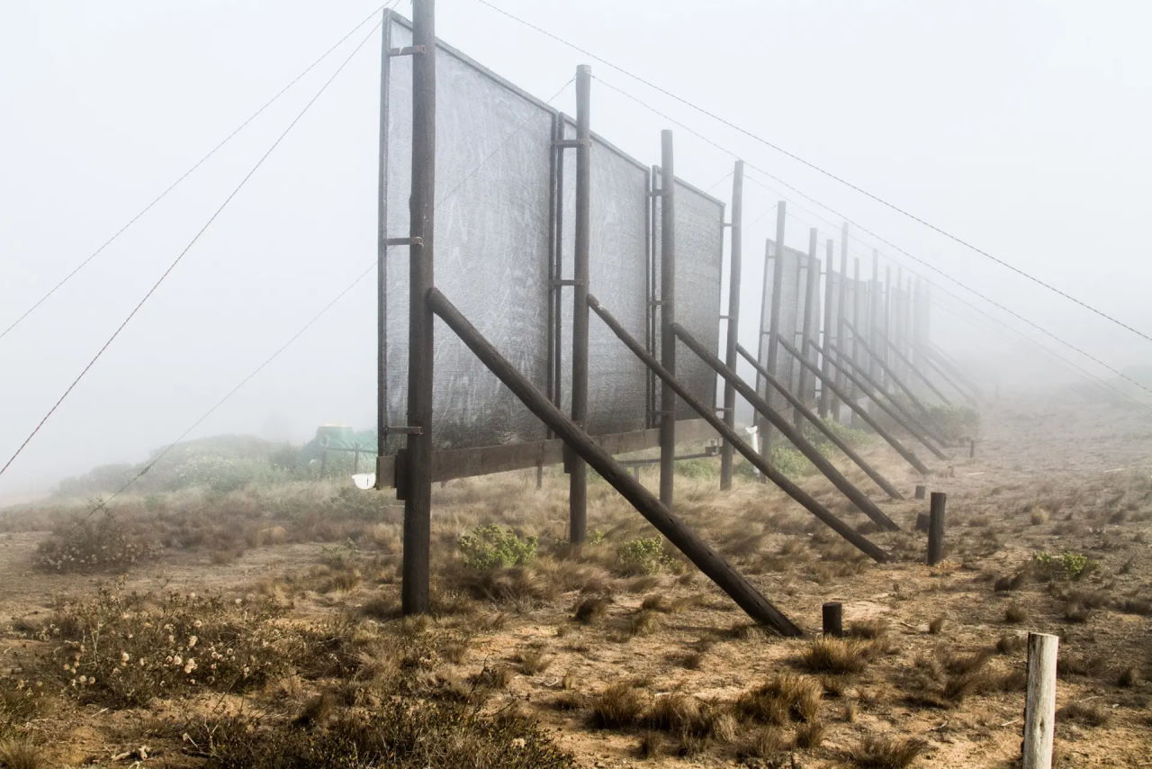Сітки для збирання води з туману, встановлені у Чилі. Nick Lavars / New Atlas