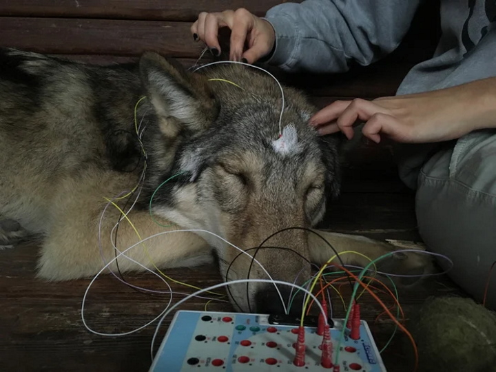 Сплячий вовк у процесі реєстрації активності його мозку.&amp;nbsp;Department of Ethology / Eötvös Loránd University