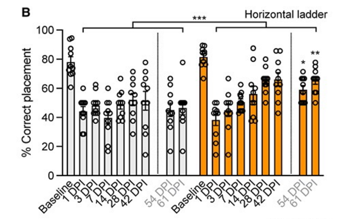 Відсоток правильних кроків на горизонтальній драбині контрольних мишей (білий) та лікованих габапентином (жовтий) до інсульту та протягом наступного 61 дня.&amp;nbsp;Andrea Tedeschi et al. / Brain, 2022
