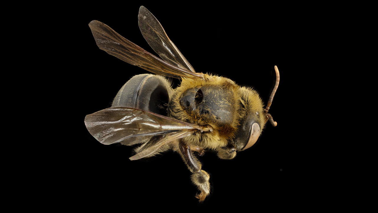 Melipona beecheii. USGS Bee Inventory and Monitoring Lab / Wikipedia Commons