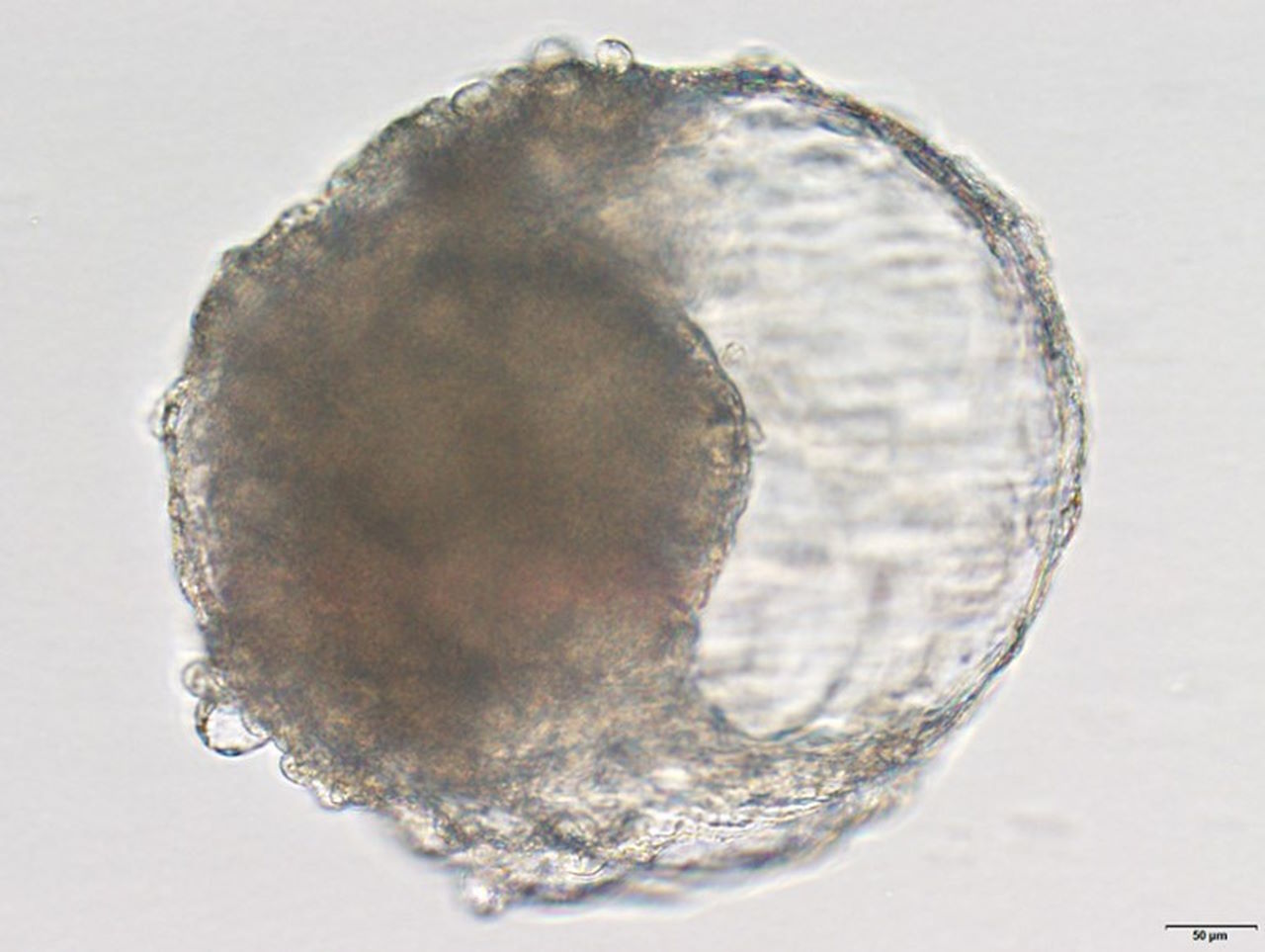 Бластоїд зі стовбурових клітин макаки.&amp;nbsp;Jie Li / Nature