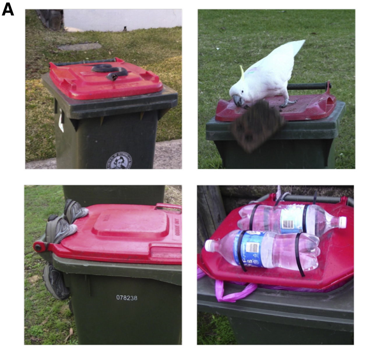 Частина способів, якими люди намагаються захистити сміттєві баки від папуг. Не завжди успішно, як можна бачити на другому фото.&amp;nbsp;Barbara C. Klump et al. /&amp;nbsp;Current Biology, 2022