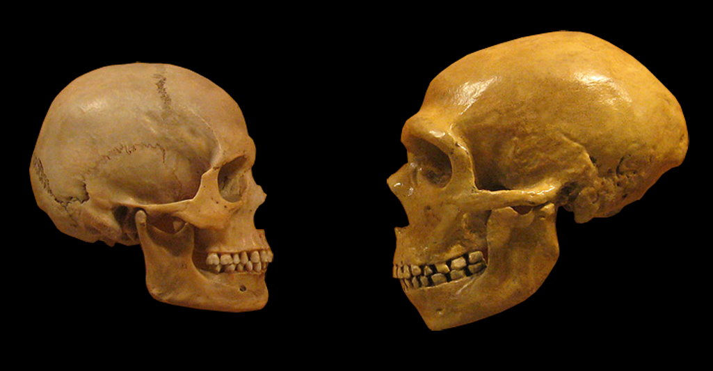Порівняння черепа людини та неандертальця. hairymuseummatt / Wikimedia Commons