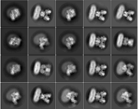Зображення рецептора, отримані за допомогою кріоелектронної мікроскопії. Twomey et al / Nature, 2017