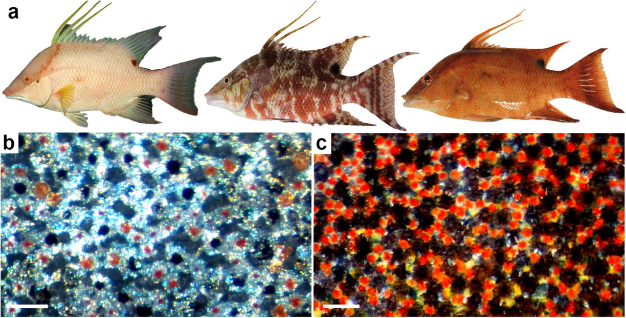 Розподіл червоних, жовтих і чорних пігментів у хроматофорах на шкірі риби під час зміни забарвлення. Що щільніше вони знаходяться, то менш інтенсивний колір. Lorian Schweikert et al. / Nature Communications, 2023