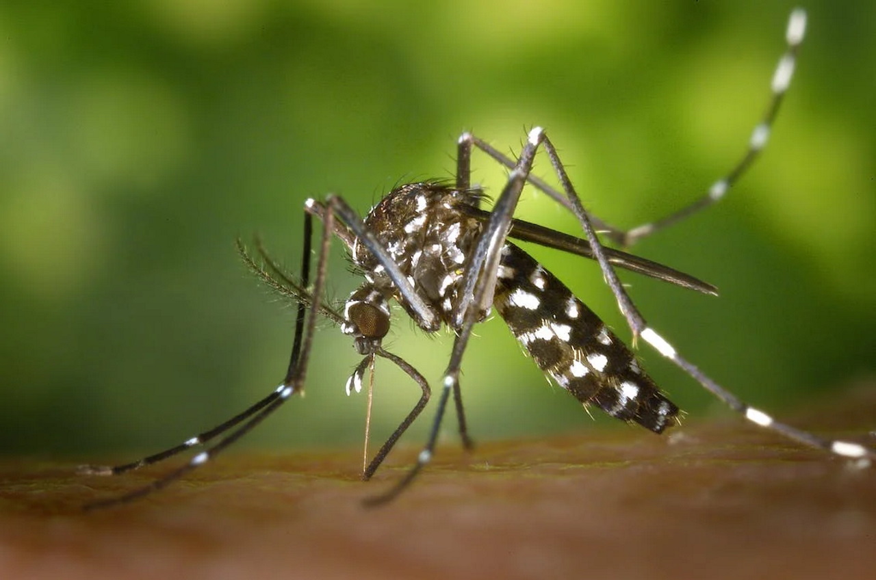 Aedes aegypti.&amp;nbsp;Pixabay / Pexels