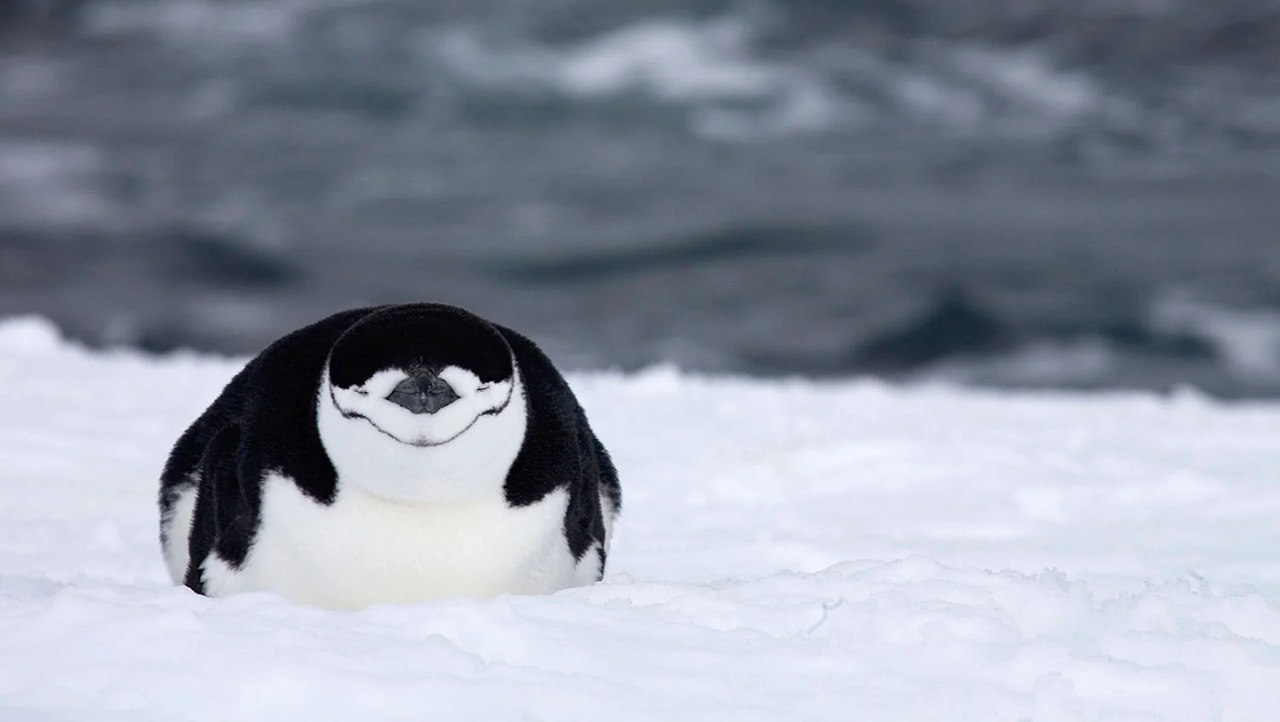 Сон антарктичного пінгвіна.&amp;nbsp; Marica van der Meer / Arterra Picture Library / Alamy Stock Photo