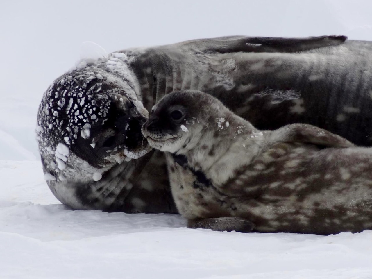 Самка тюленя Ведделла з дитинчам.&amp;nbsp;Michelle Shero / Woods Hole Oceanographic Institution