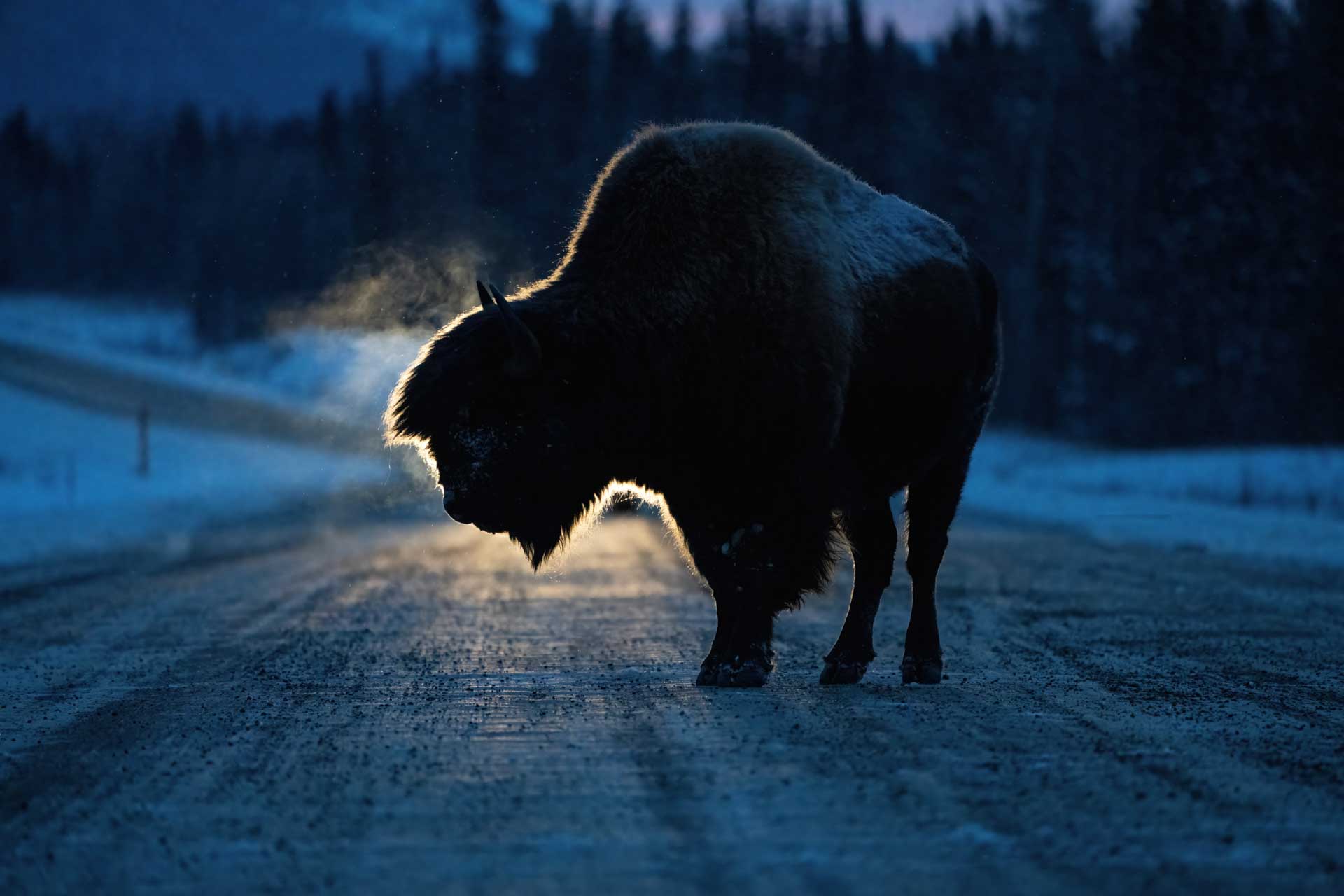 Лісовий бізон (Bison bison athabascae) на дорозі. Geoffrey Reynaud