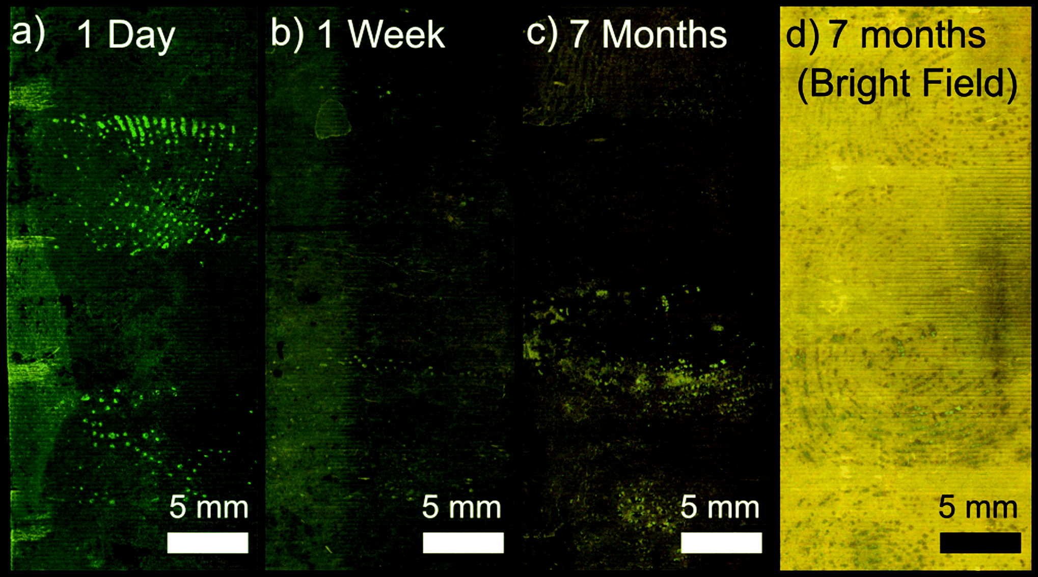 Оптичні (флуоресцентні) зображення патронів Webley MkII після нанесення відбитка пальця та подальшої обробки цианакрилатом (а) через один день (b), через сім днів і (c) через сім місяців після нанесення відбитка. Charles J. Lee et al. / Analyst, 2021