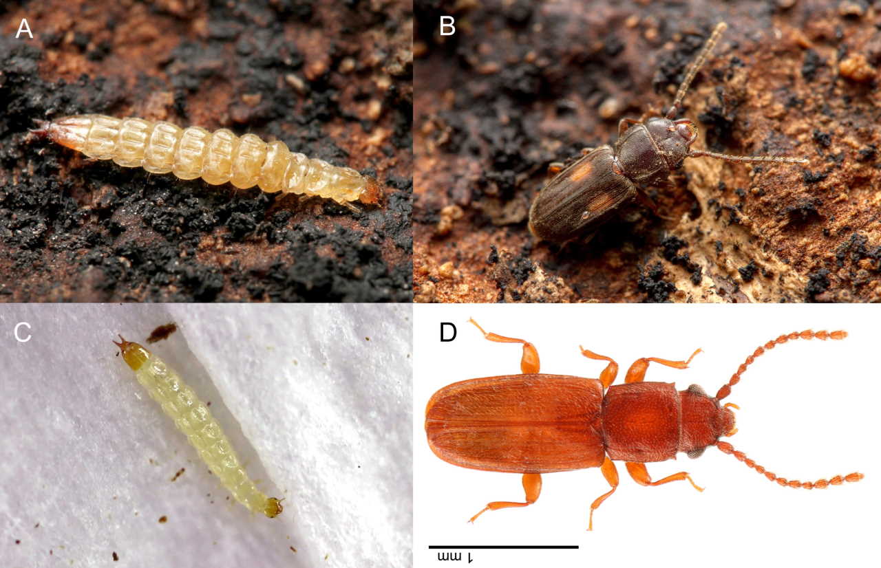 Зверху - L. biguttatus (личинка та імаго), знизу -&amp;nbsp;P. testaceus (личинка та імаго).&amp;nbsp;Bertone et al. / PLOS ONE, 2022