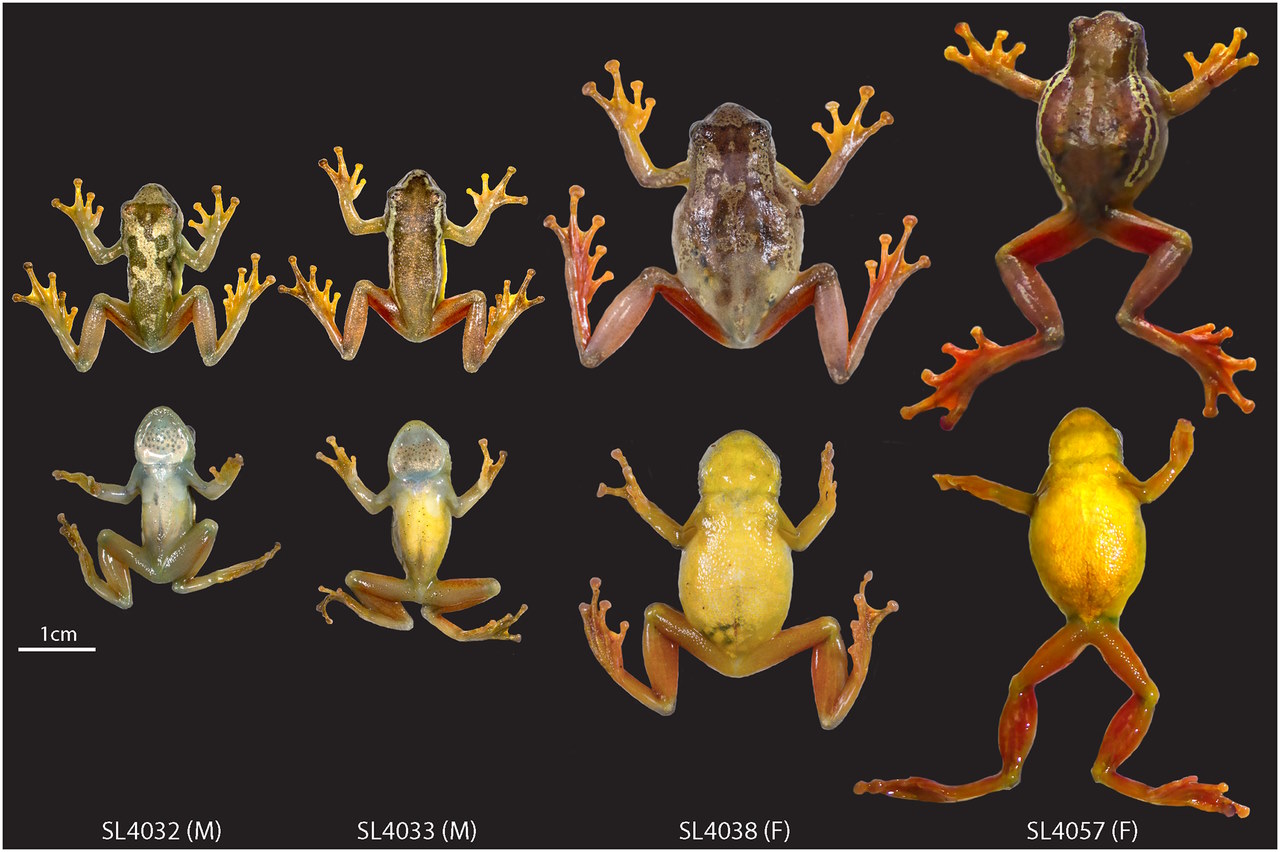 Вигляд зверху й знизу самців (перші два) та самок&amp;nbsp;Hyperolius ukaguruensis.&amp;nbsp;Lucinda P. Lawson et al. /&amp;nbsp;PLOS ONE, 2023