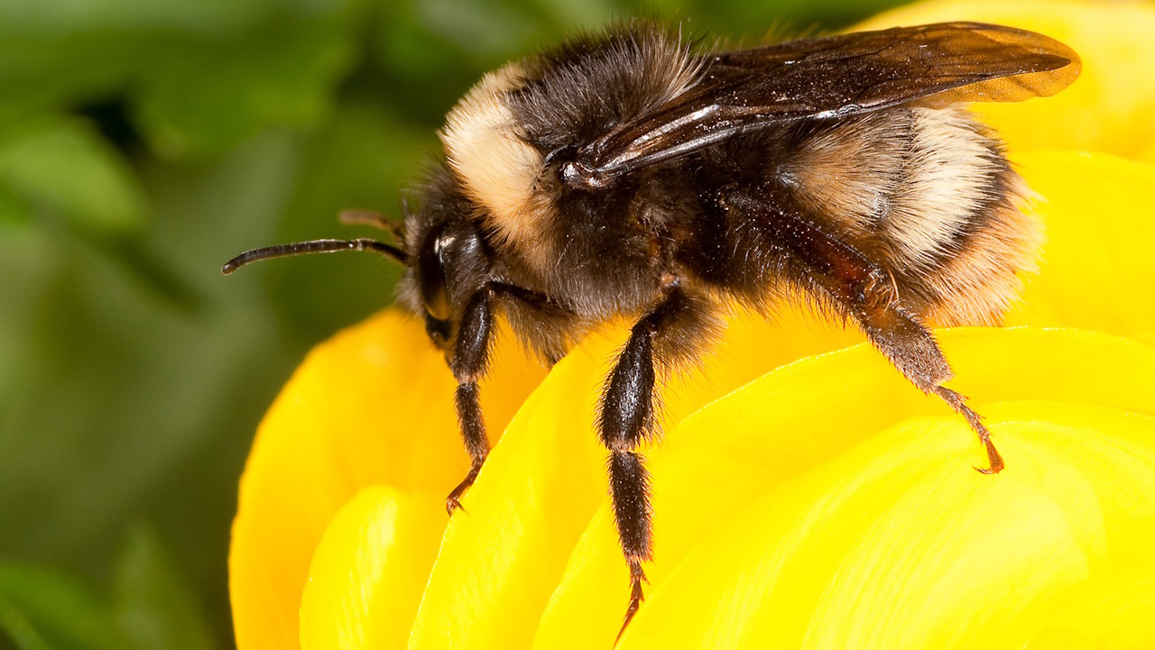 Bombus occidentalis, один із видів джмелів, на яких проводили дослідження. Stephen Ausmus, USDA ARS / Wikimedia Commons