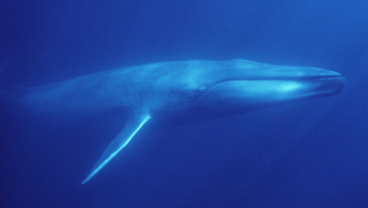 Синій кит. Unsplash