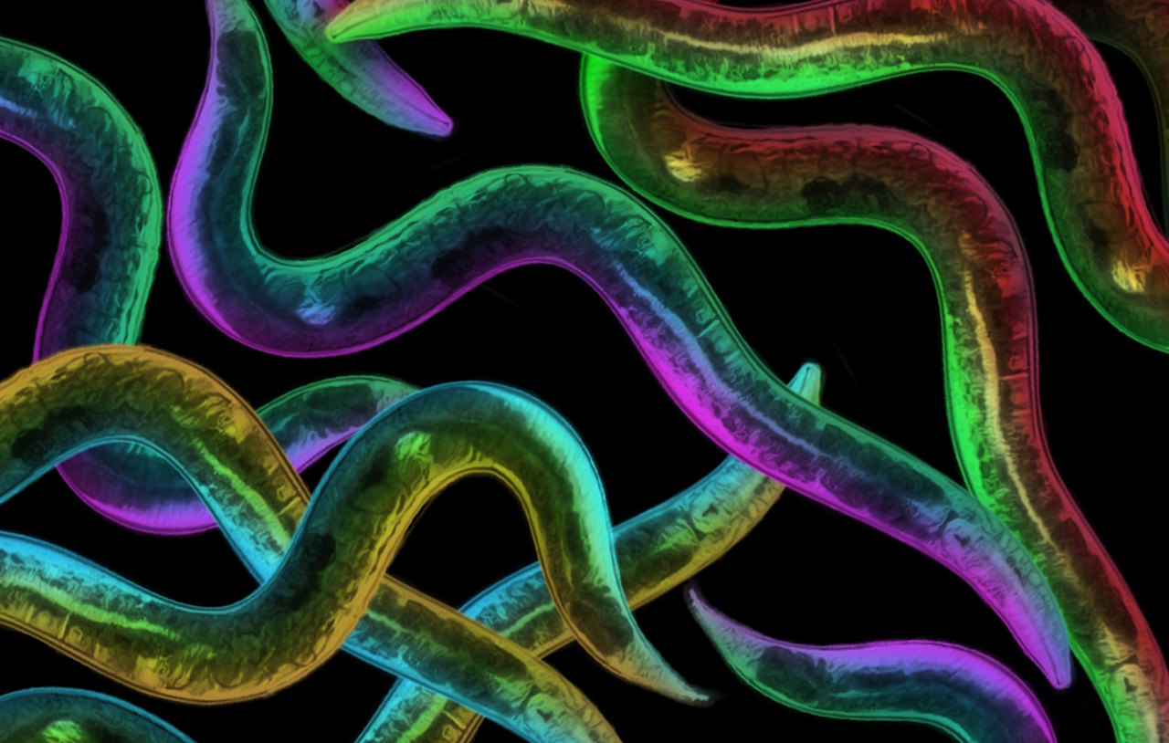 Caenorhabditis elegans.&amp;nbsp;Queensland Brain Institute