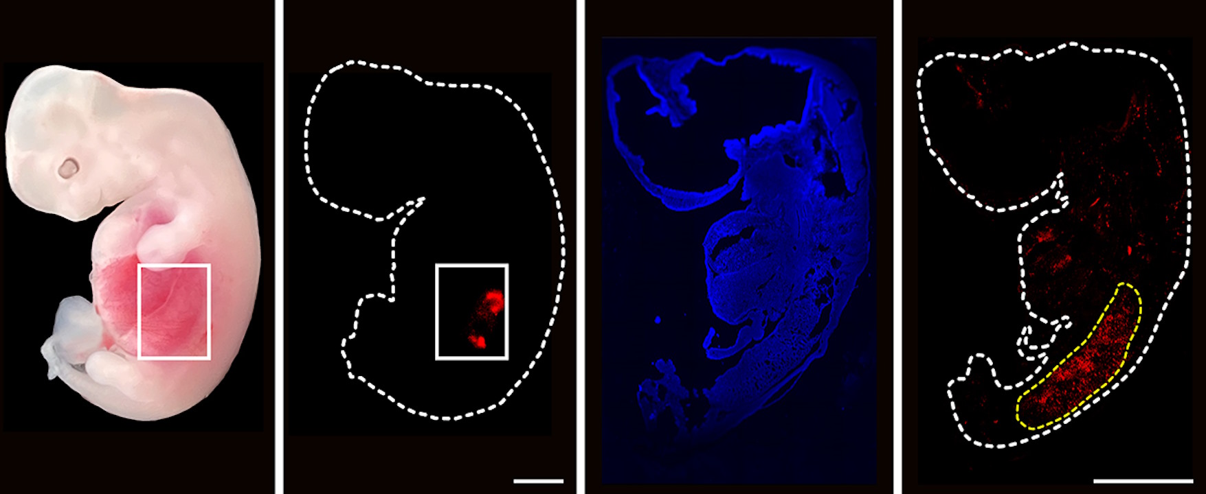 Ембріони свині з людськими клітинами (позначені у прямокутнику і червоним кольором).&amp;nbsp;Wang et al. /&amp;nbsp;Cell Stem Cell, 2023