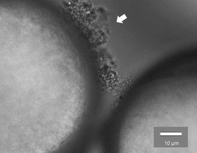 Мікроскопічне зображення біоплівки (вказано стрілкою) на поверхні мікропластику поліетилену. NJIT