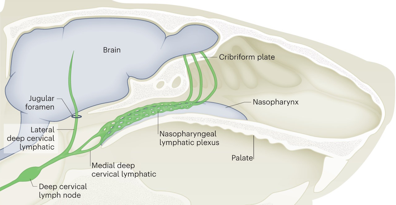 Зеленим позначено вигляд мережі лімфатичних судин ззаду носоглотки мишей.&amp;nbsp;Spira and Proulx / Nature Cardiovascular Research, 2024