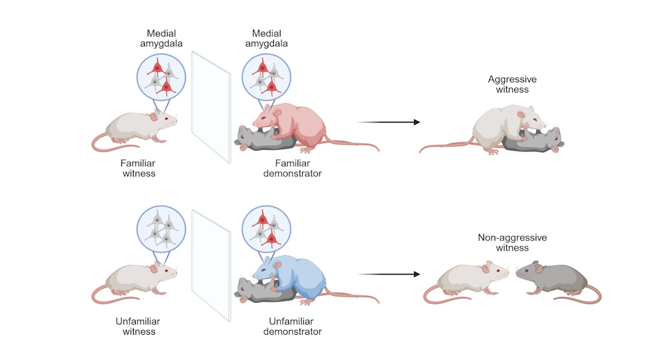 Схема експерименту, в якому миші повторювали агресію за знайомими їм особинами. Jacob Nordman / BioRender
