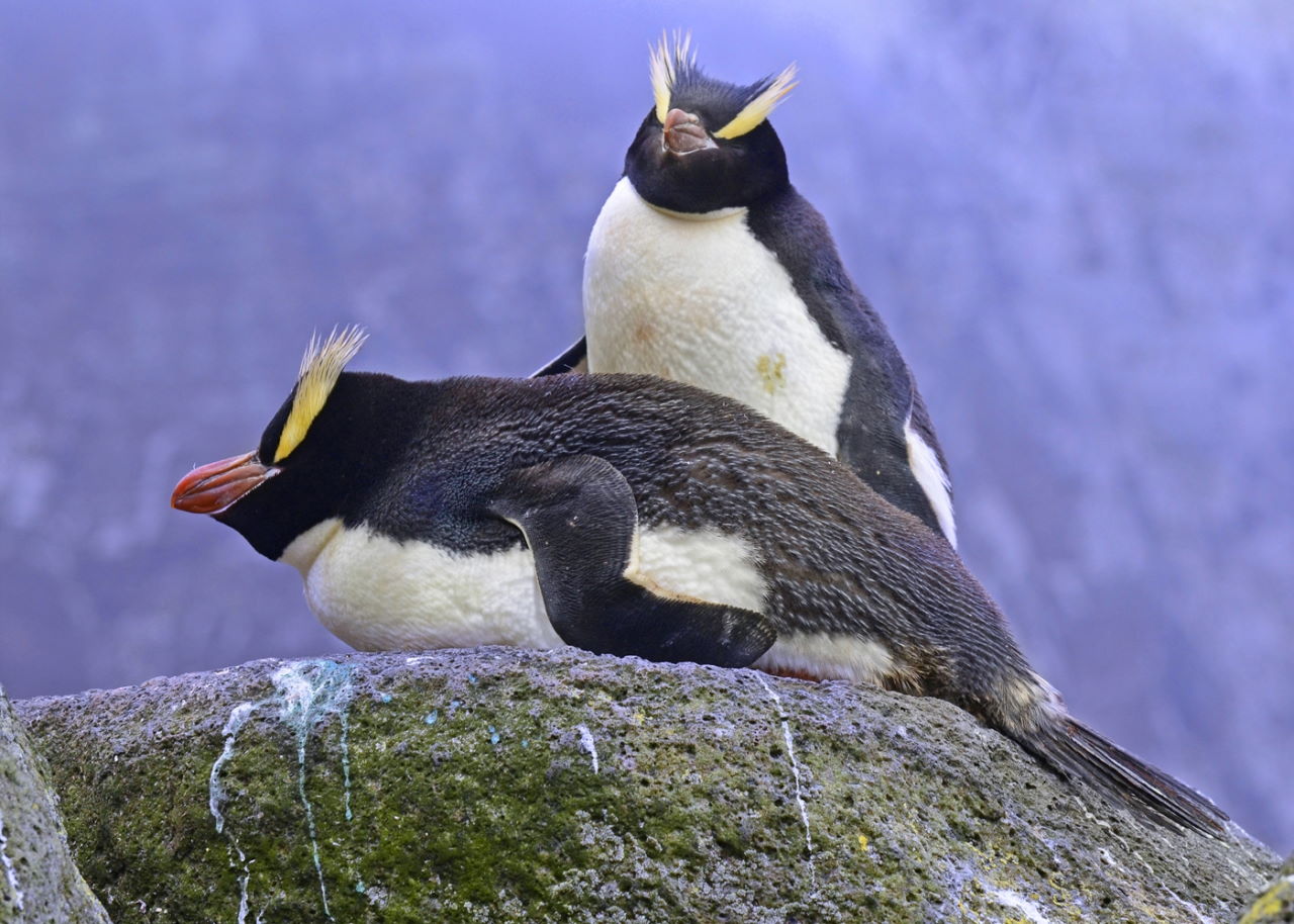 Прямочубі пінгвіни (Eudyptes sclateri).&amp;nbsp;Penguin-Pedia