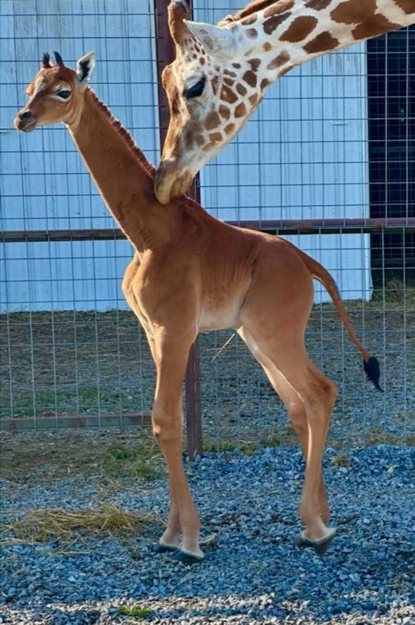 Немовля жирафа (Giraffa camelopardalis) без плям, народжене в зоопарку Теннессі, як вважають, є єдиним живим жирафом у світі без характерних плям, що утворюють унікальний візерунок на кожній тварині. Рідкісне коричневе забарвлення самиці спричинене генетичною мутацією, і в іншому вона &quot;здорова і нормальна&quot;, кажуть у зоопарку. Востаннє про народження жирафа без плям повідомлялося в 1972 році в зоопарку Токіо.