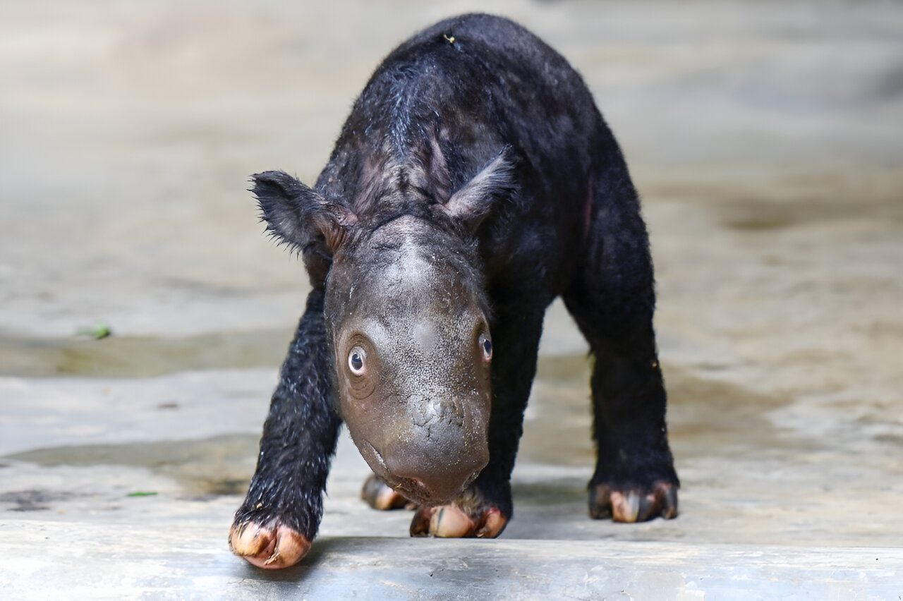Новонароджене дитинча суматранського носорога.&amp;nbsp;AFP