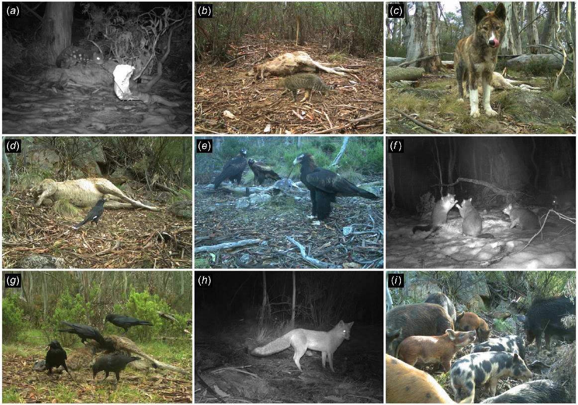 Дев'ять видів тварин, що поживилися трупами кенгуру.&amp;nbsp;James Vandersteen et al. / Wildlife Research, 2023