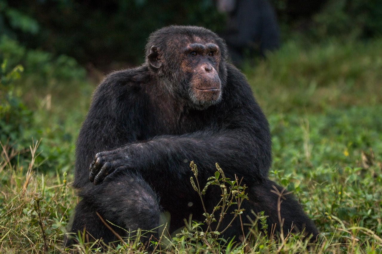 Самець шимпанзе.&amp;nbsp;Ngamba Island Chimpanzee Sanctuary