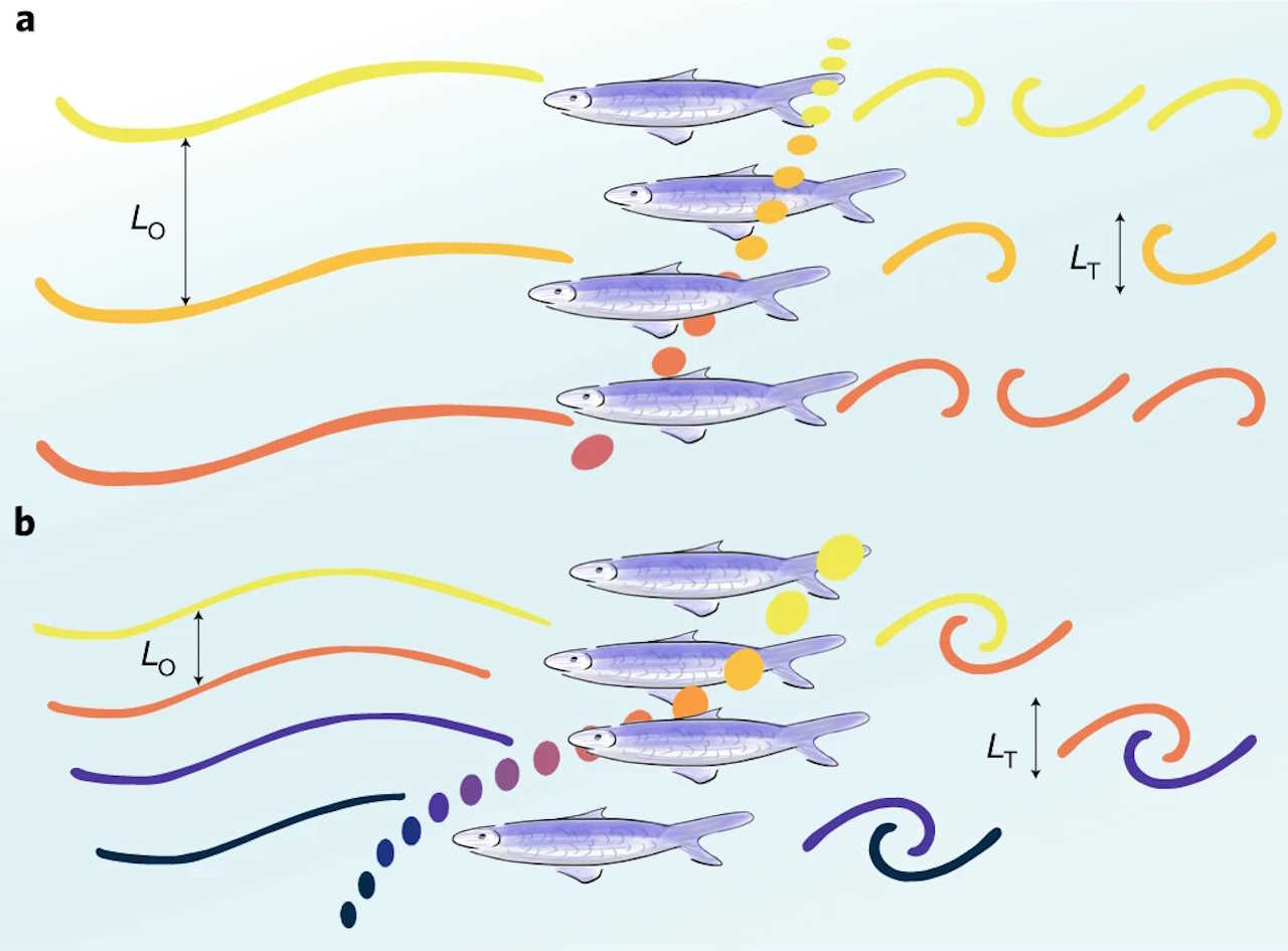 Схематичне зображення того, як анчоуси можуть змішувати воду в океані. Кольоровими лініями позначені шари води різної температури. B. Fernandez Castro et al. / Nature Geoscience, 2022
