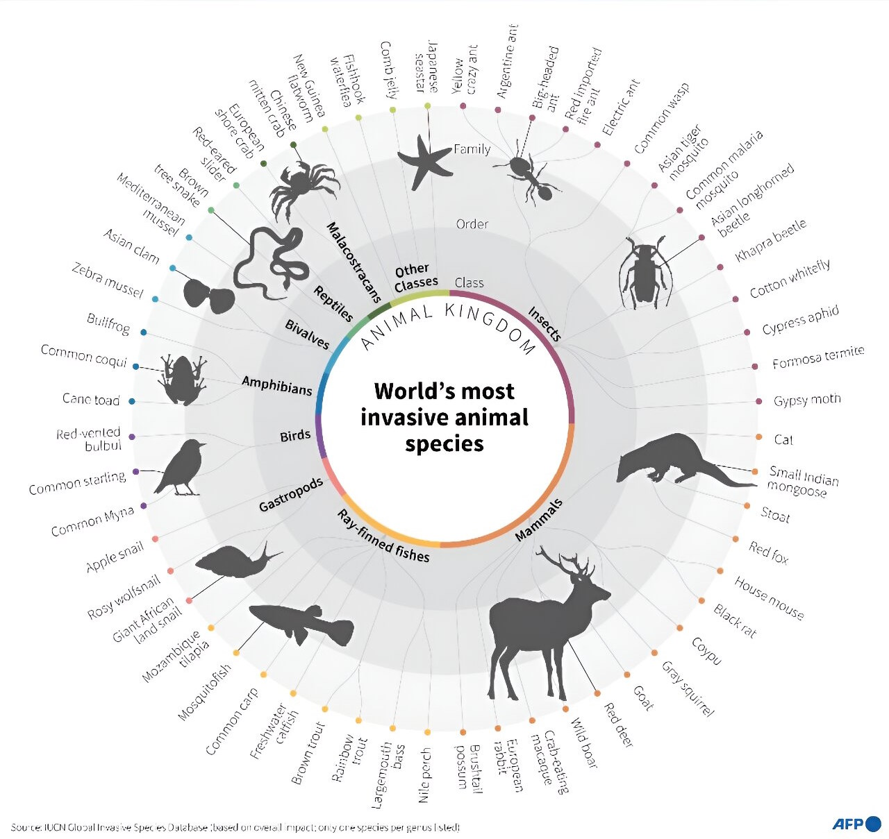 Найбільш інвазивні види тварин у світі.&amp;nbsp;AFP