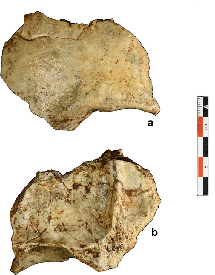 Кістка черепа з печери&amp;nbsp;Там Па Лінг.&amp;nbsp;Sarah E. Freidline et al. /&amp;nbsp;Nature Communications, 2023