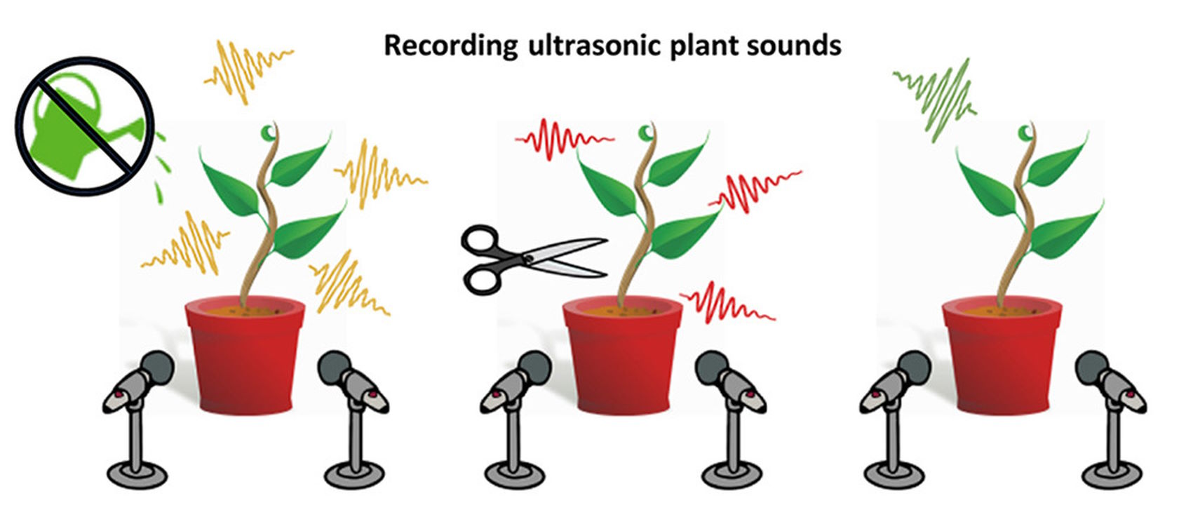 Ілюстрація реєстрації звуків, які видає рослина при стресі від різних чинників. Itzhak Khait et al. / Cell, 2023