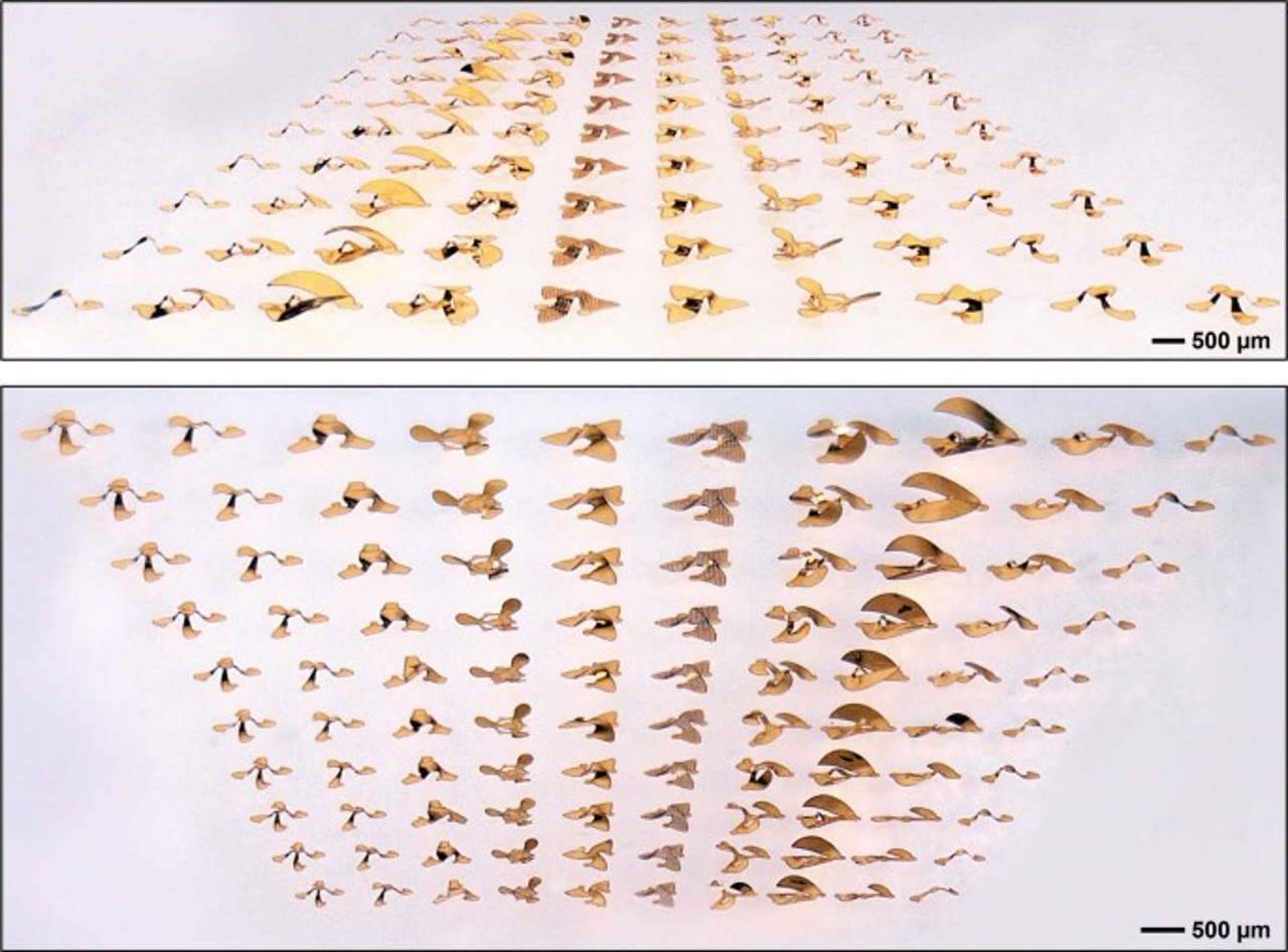 Створені крилатки різної форми. Bong Hoon Kim et al. / Nature, 2021