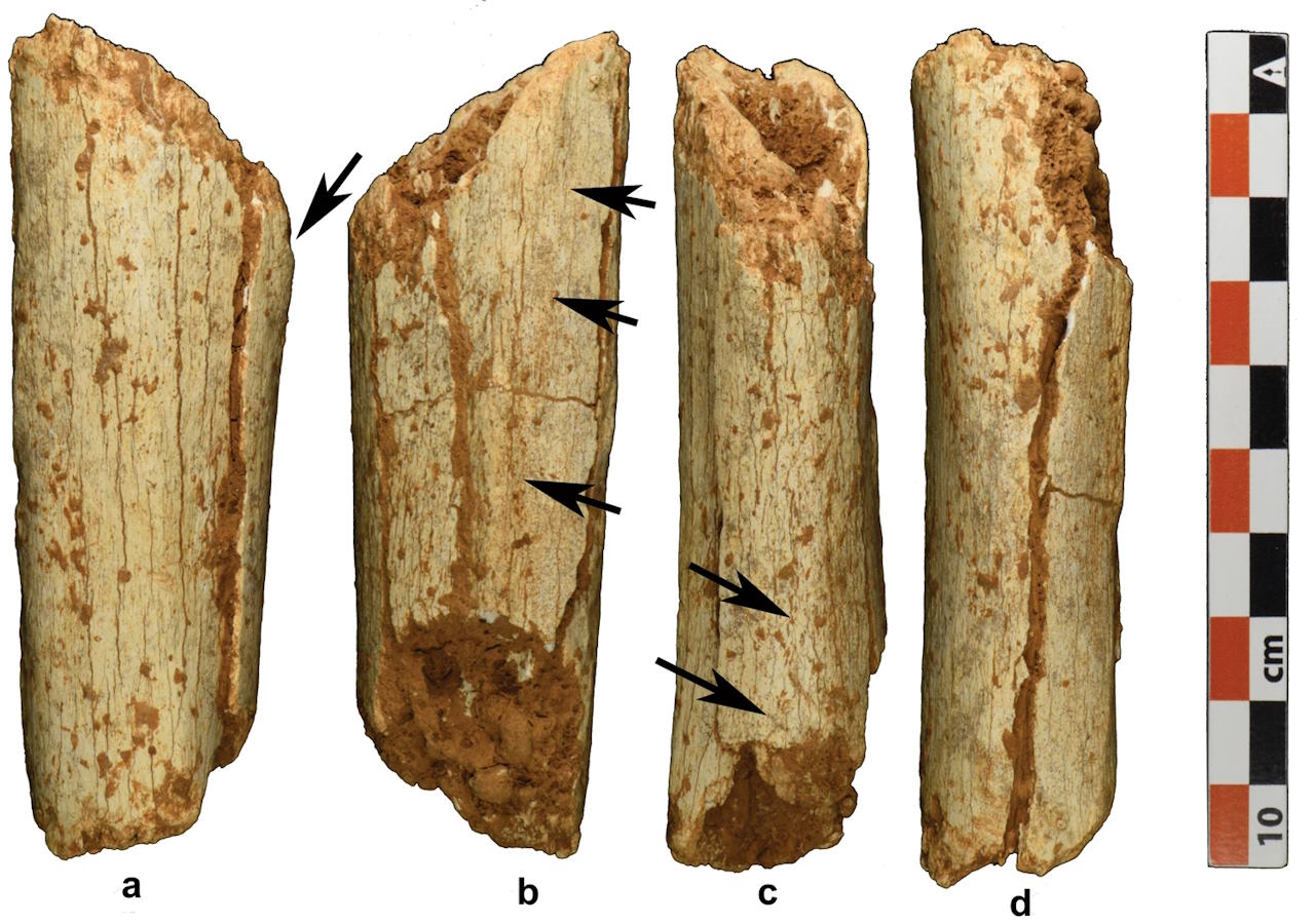 Кістка гомілки з печери&amp;nbsp;Там Па Лінг. Sarah E. Freidline et al. / Nature Communications, 2023