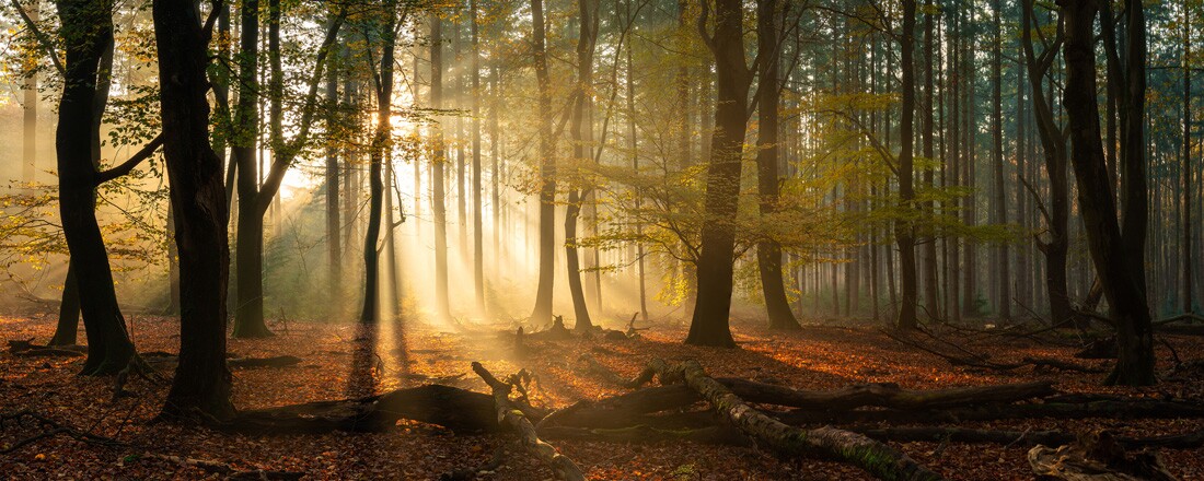 Краса голландського лісу. Martin Podt