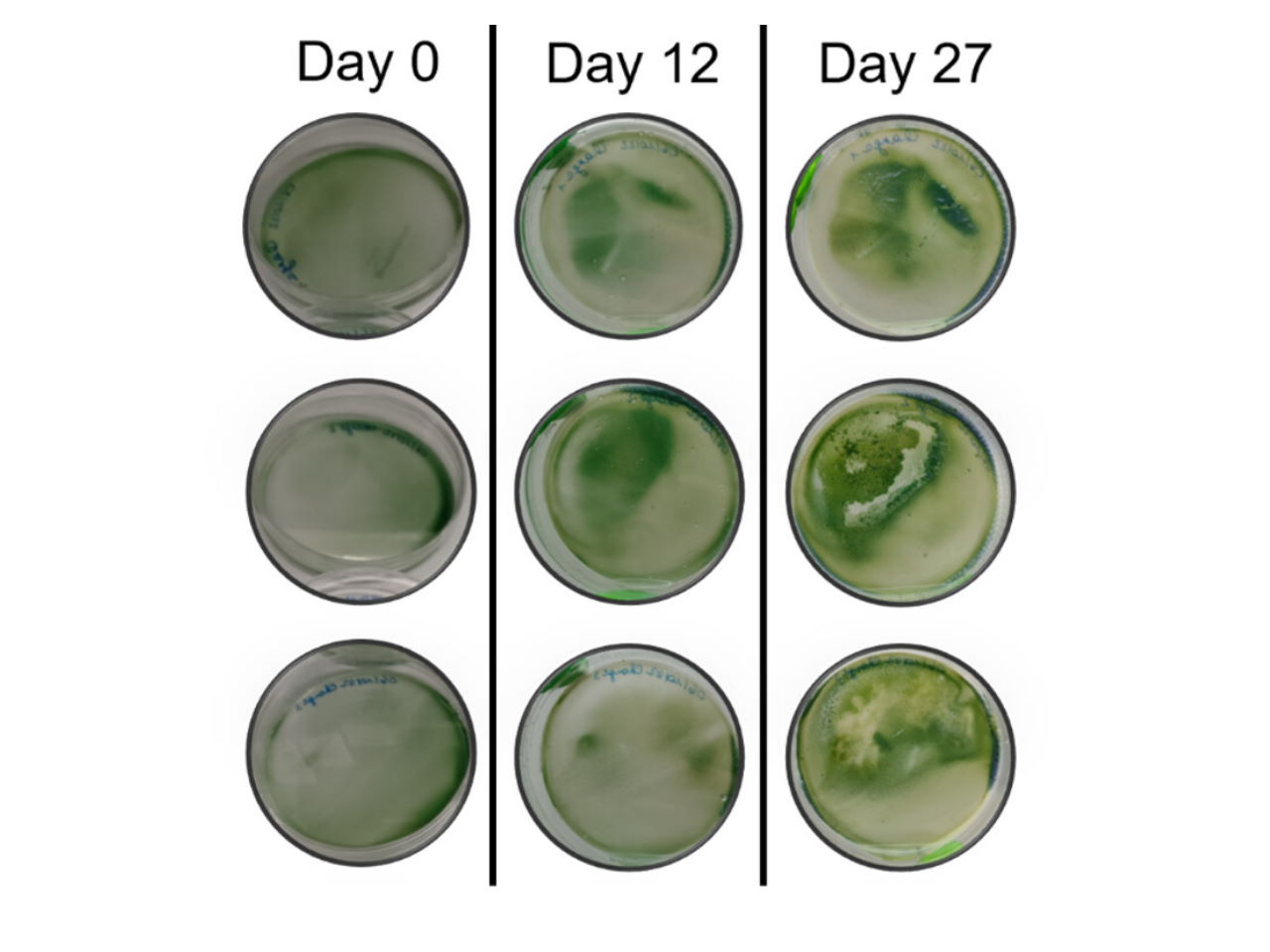 Фотографії трьох біопокриттів у чашках Петрі на 0, 12 і 27 день. Simone Krings et al. / Microbiology Spectrum, 2023