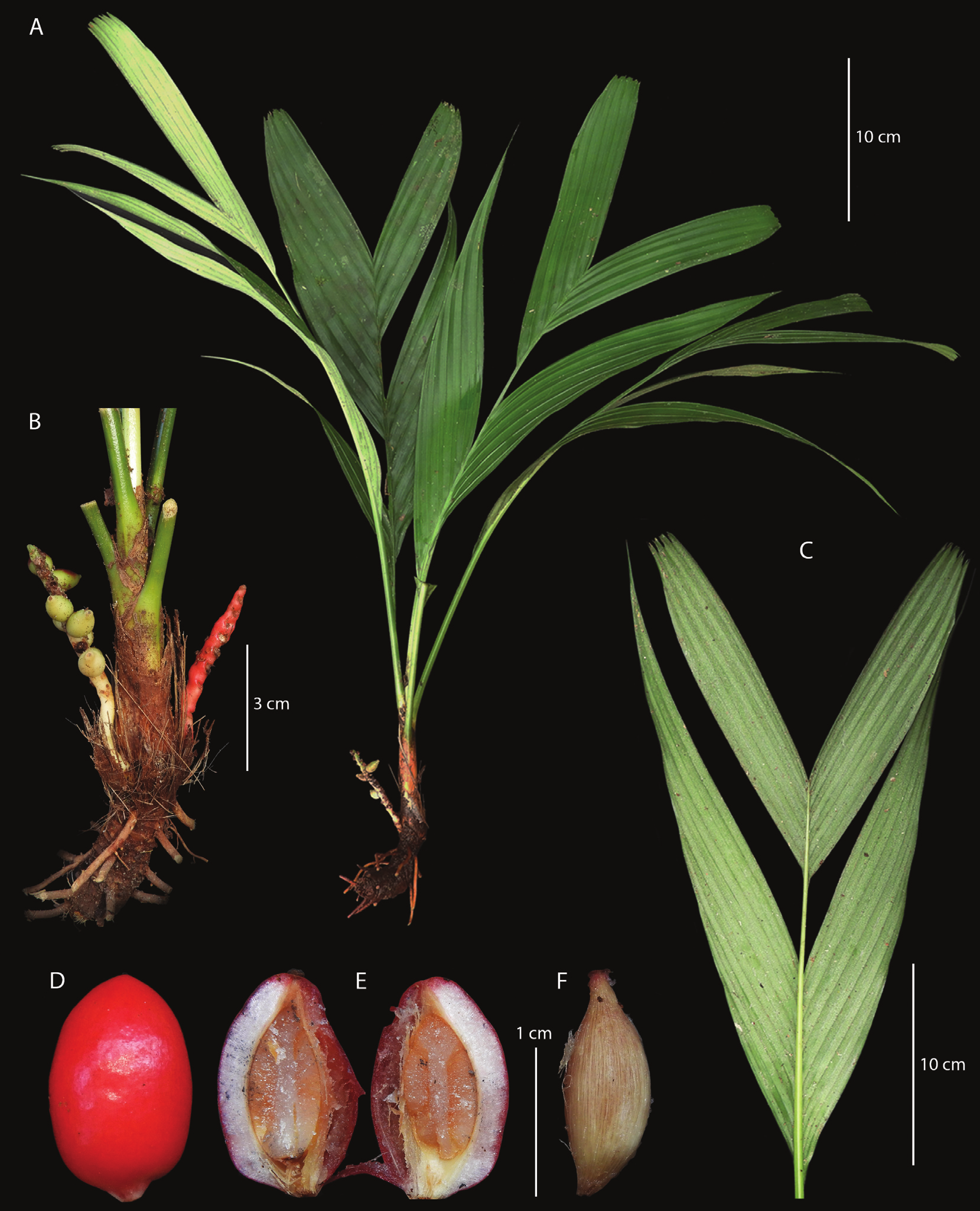 Пальма&amp;nbsp;Pinanga subterranea та її плоди.&amp;nbsp;Agusti Randi et al. /&amp;nbsp;Palms, 2023
