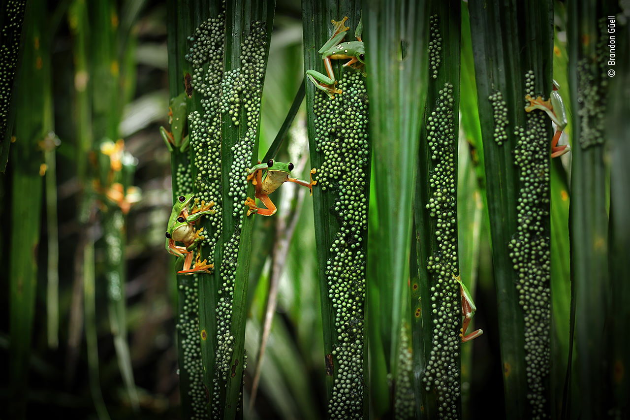 Самки деревної жаби (Agalychnis spurrelli) зайняті відкладанням ікри на пальмових листях над водоймою&amp;nbsp;