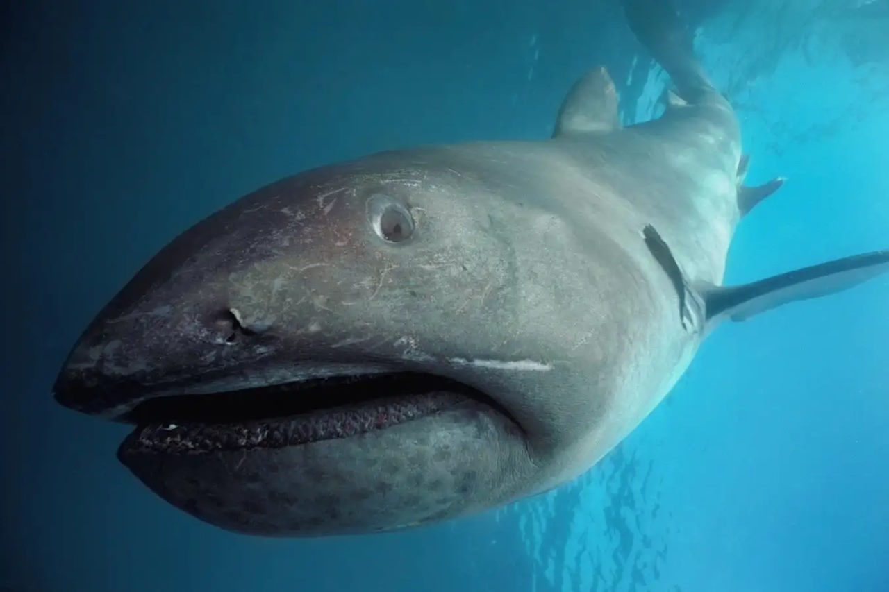 Великорота акула.&amp;nbsp;BIOSPHOTO / Alamy