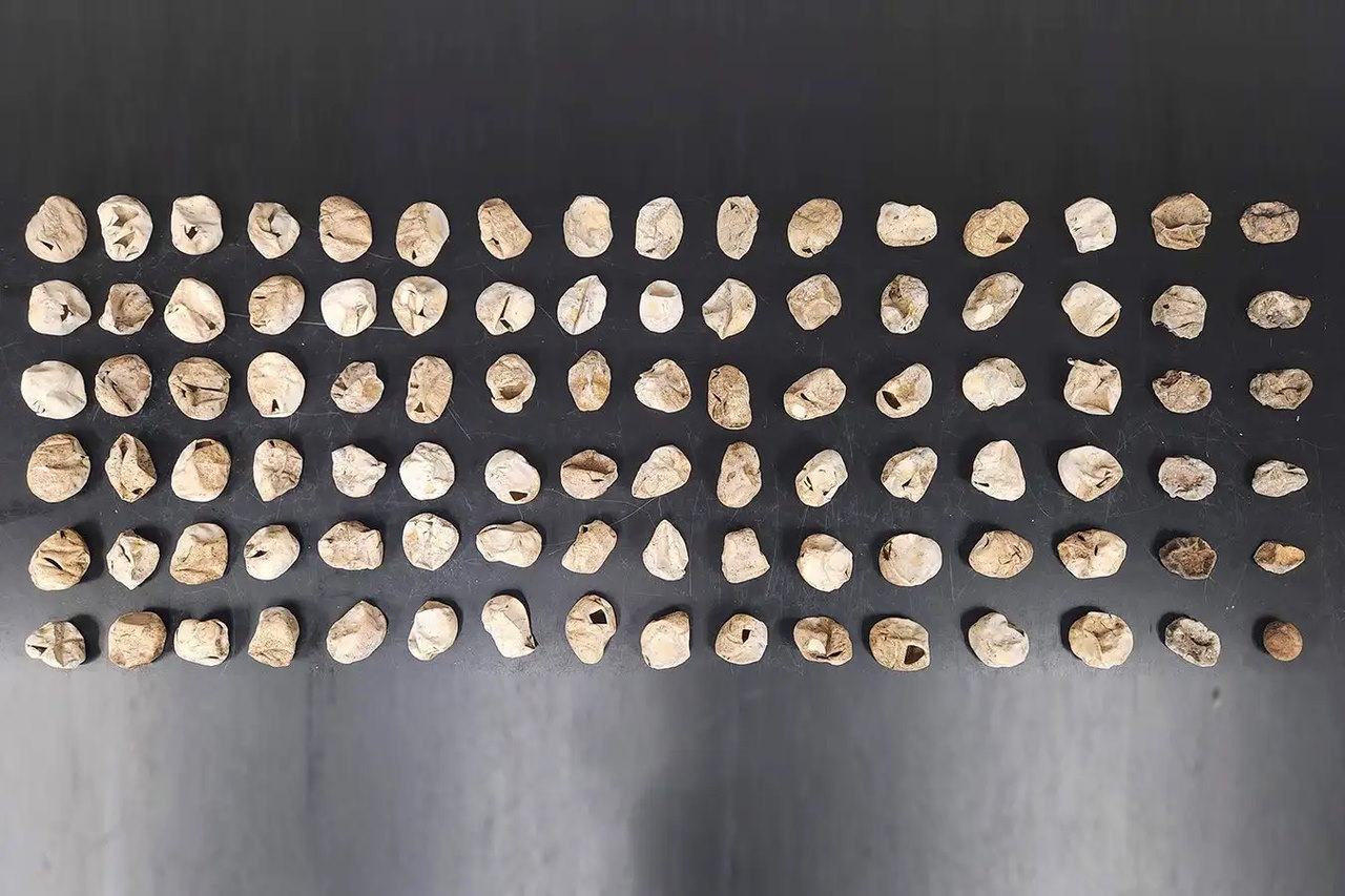 Рекордна кладка яєць бірманського пітона, яку знайшли і зберегли дослідники.&amp;nbsp;US Geological Survey
