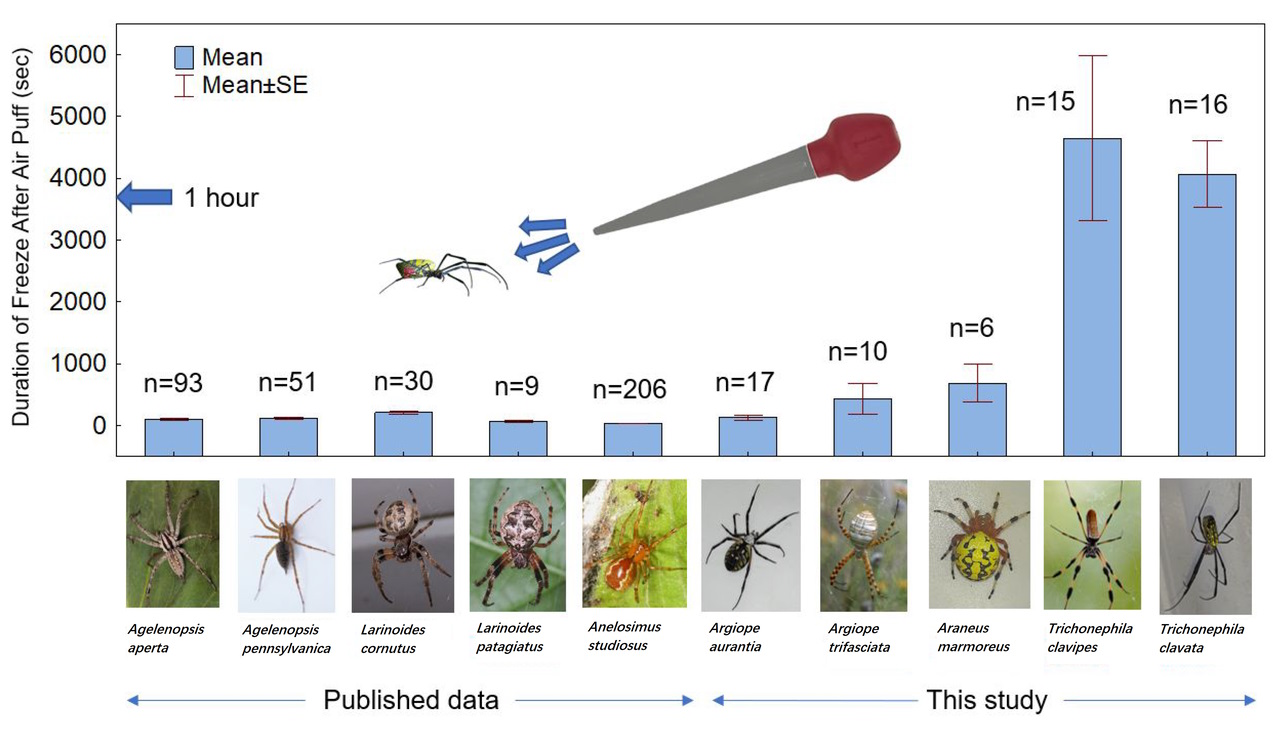 Середній час танатозу у павуків різних видів після дмухання на них повітря.&amp;nbsp;Andrew K. Davis,&amp;nbsp;Amitesh V. Anerao /&amp;nbsp;Arthropoda, 2023