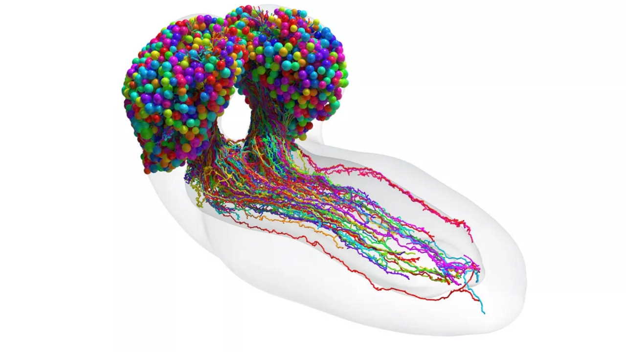 Реконструкція мозку личинки дрозофіли. Johns Hopkins University/University of Cambridge