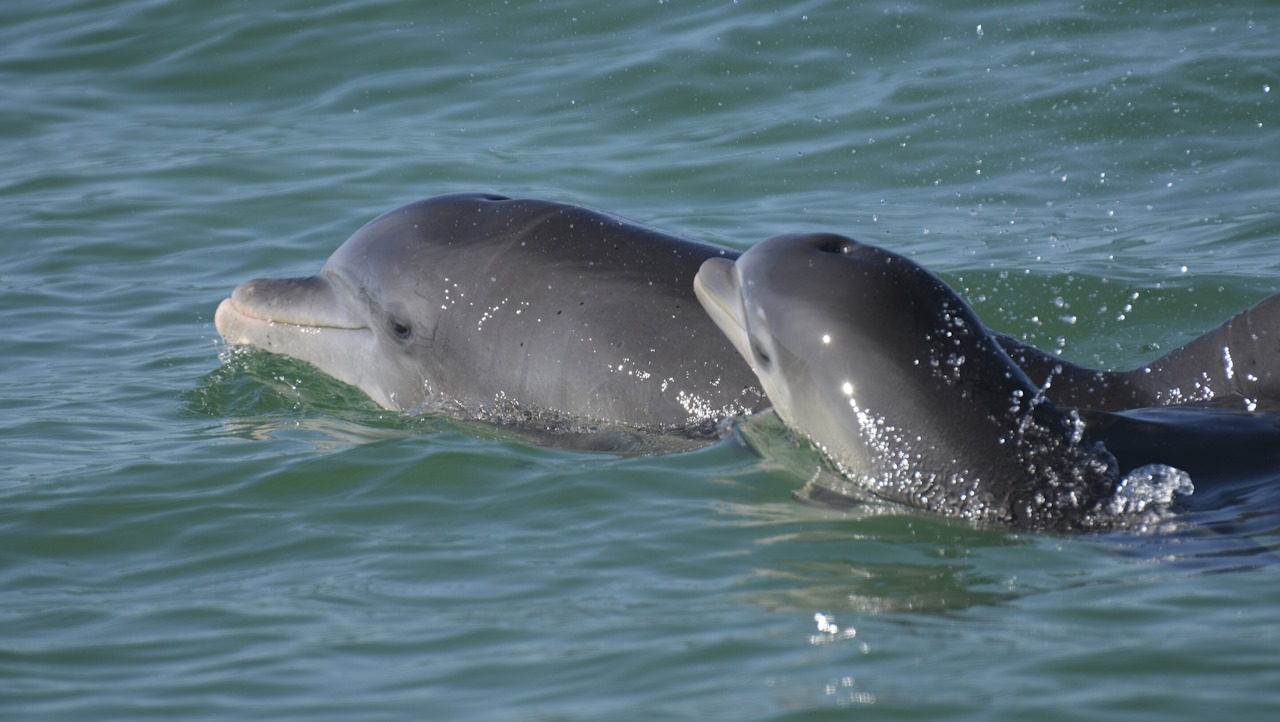 Афаліна з дитинчам у водах затоки Сарасота.&amp;nbsp;Sarasota Dolphin Research Program via AP