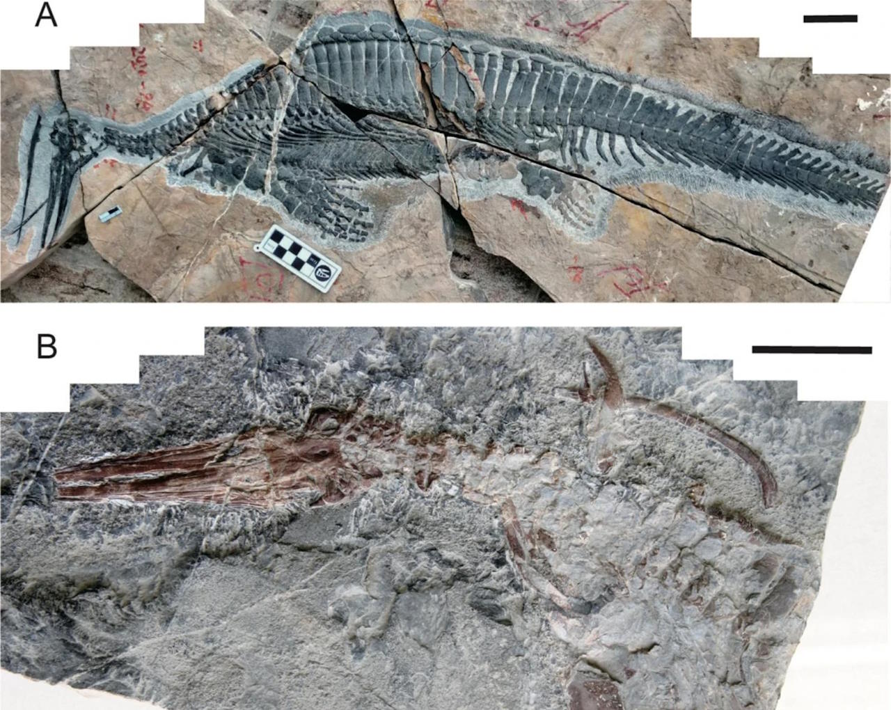 Дві нові скам'янілості&amp;nbsp;Hupehsuchus nanchangensis.&amp;nbsp;Zi-Chen Fang et al. /&amp;nbsp;BMC Ecology and Evolution, 2023
