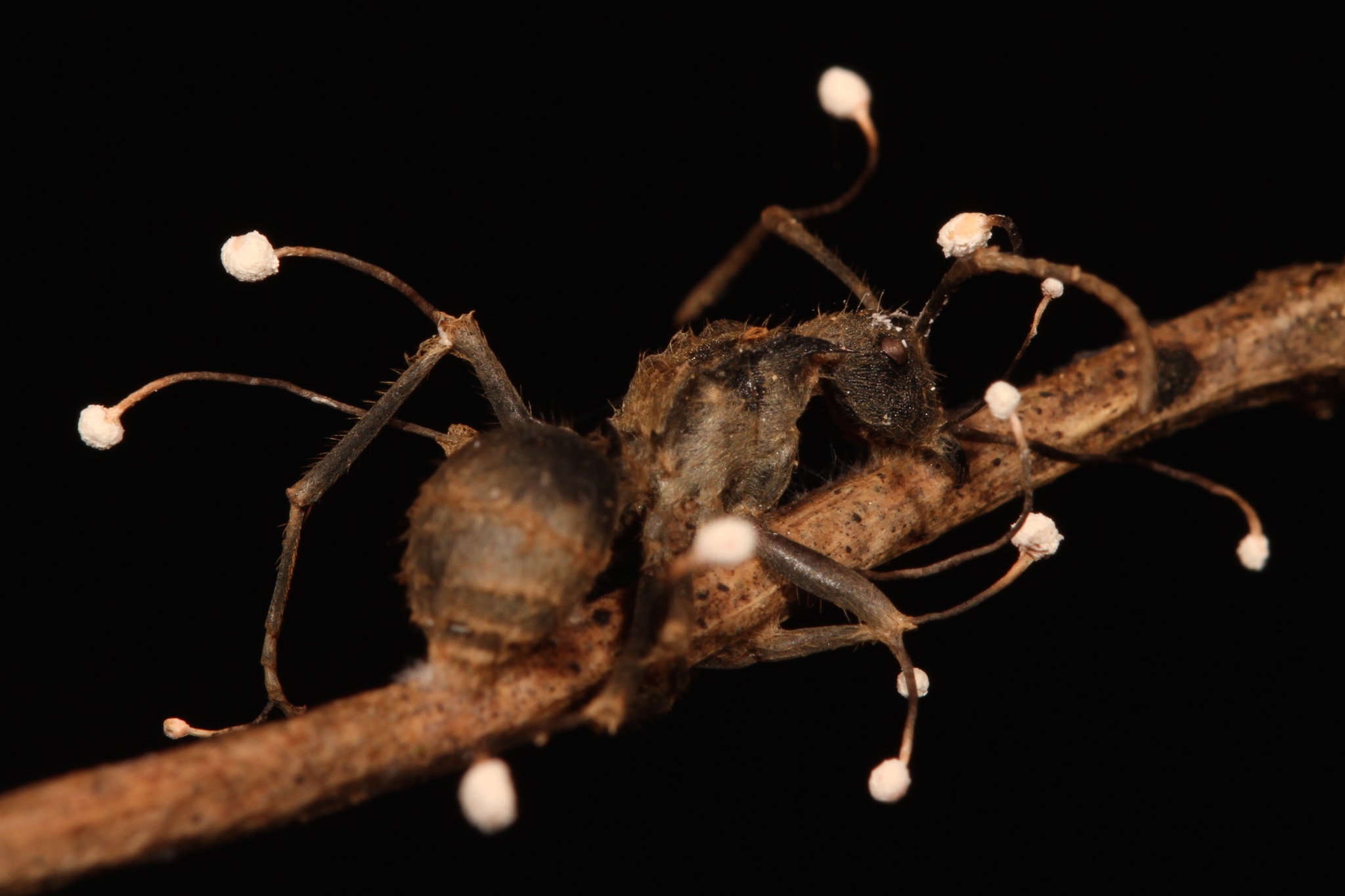 Паразитичний гриб Ophiocordyceps buquetii, проростаючи крізь тіло мурахи, змушує її поводитися нетипово, щоб забезпечити краще розповсюдження своїх спор. João Araújo / The New York Times