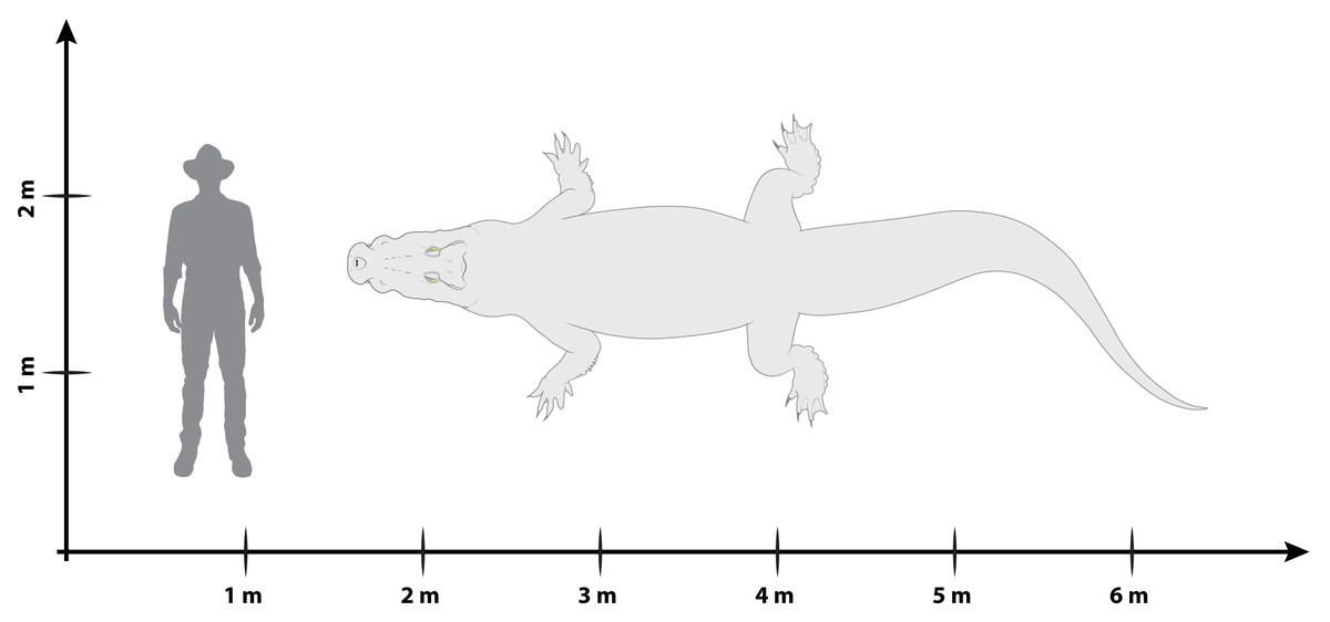 Порівняння розмірів Paludirex vincenti та людини. Jorgo Ristevski