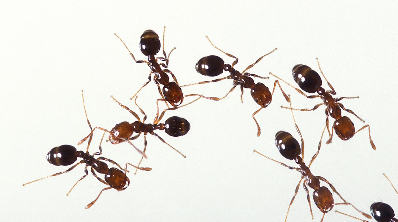 &amp;nbsp; Червоні вогняні мурахи (Solenopsis invicta). Stephen Ausmus /&amp;nbsp;Wikimedia Commons