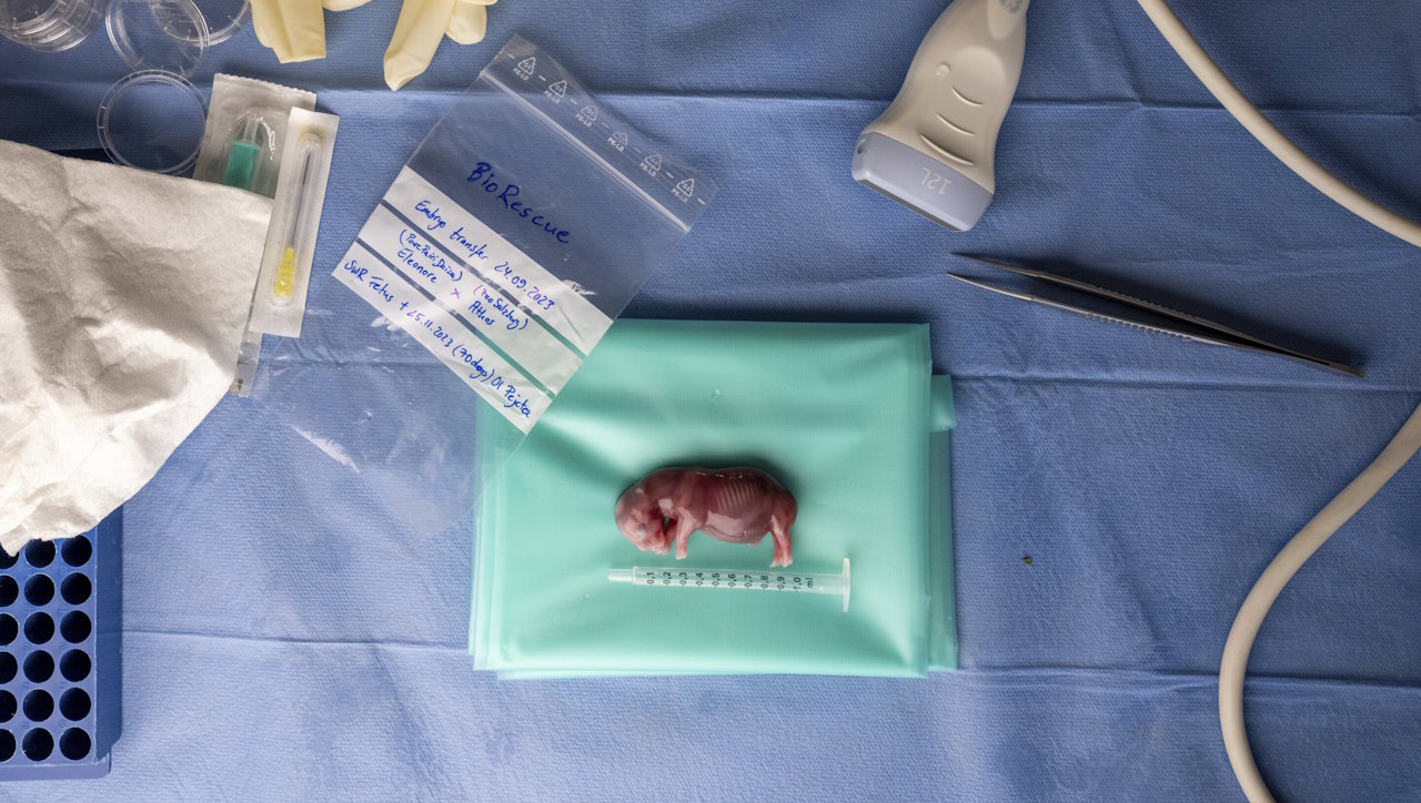 Ембріон носорога, який утворили під час штучного запліднення у пробірці.&amp;nbsp;Jon Juarez / IZW via AP