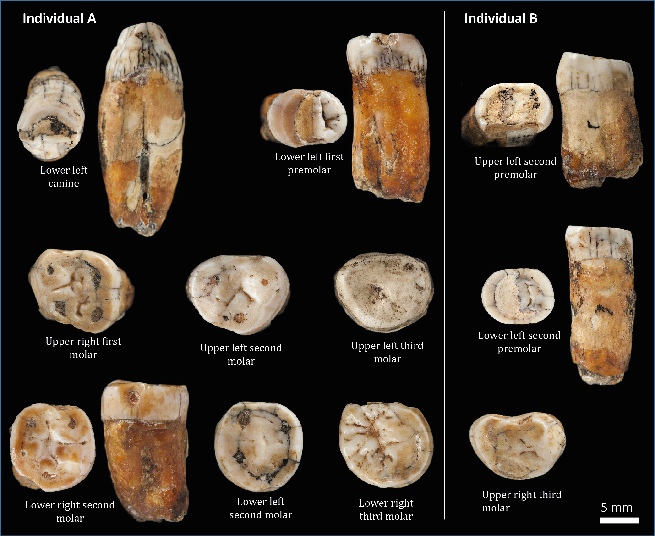 Досліджувані зуби дорослих особин. London Natural History Museum, Jersey Heritage